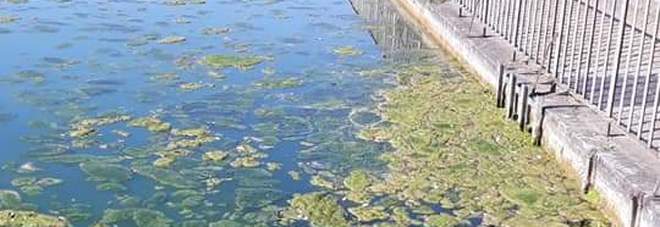alghe-reggia-caserta