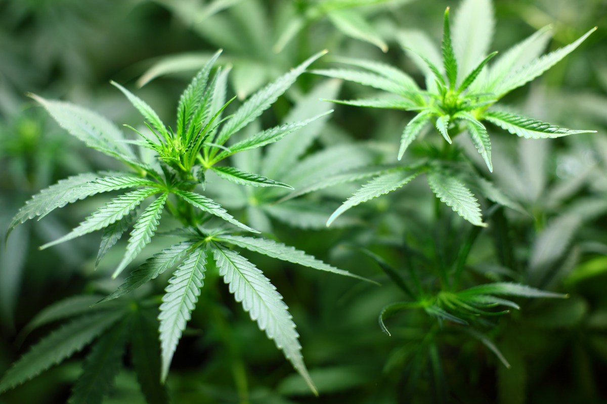 sessa-aurunca-coltivava-cannabis-denunciato-49enne
