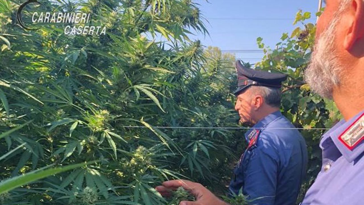 sessa-aurunca-piantagione-marijuana-arresto-16-settembre