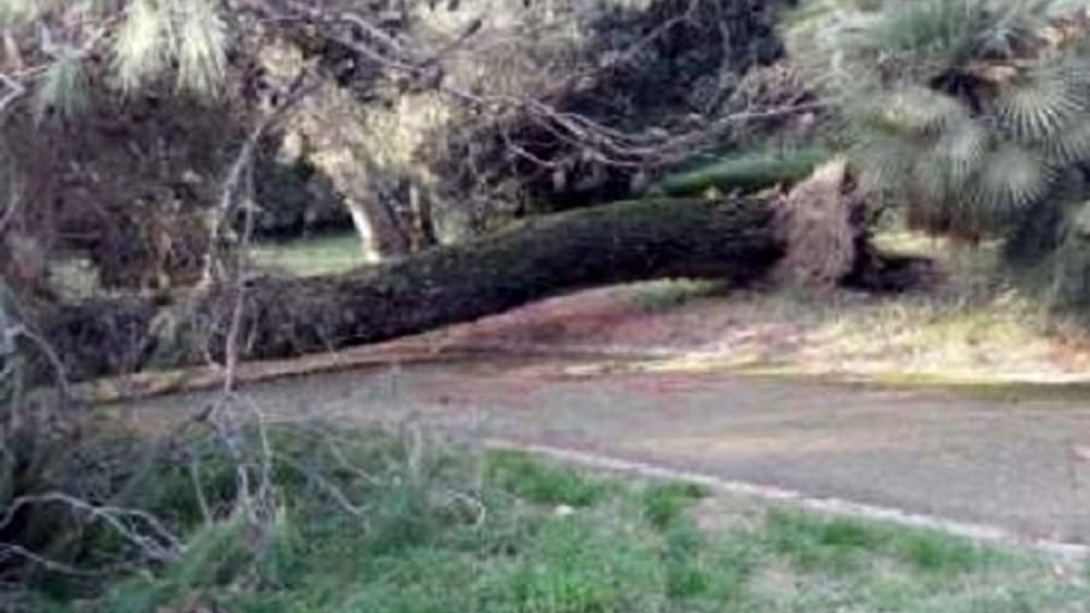 Reggia Caserta albero secolare crollato 26 ottobre