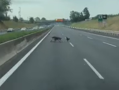 autostrada salva cagnolino