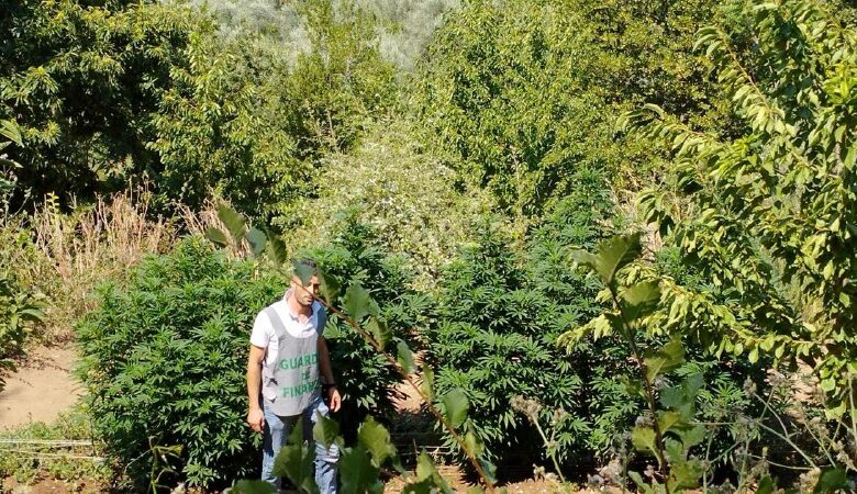 teano-scoperta-piantagione-marijuana-frutteto