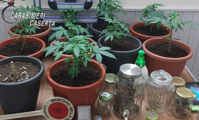 coltiva marijuana casa arrestato caserta