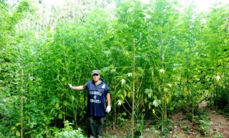 teverola marijuana nascosta piante granoturco denunciati 15 settembre