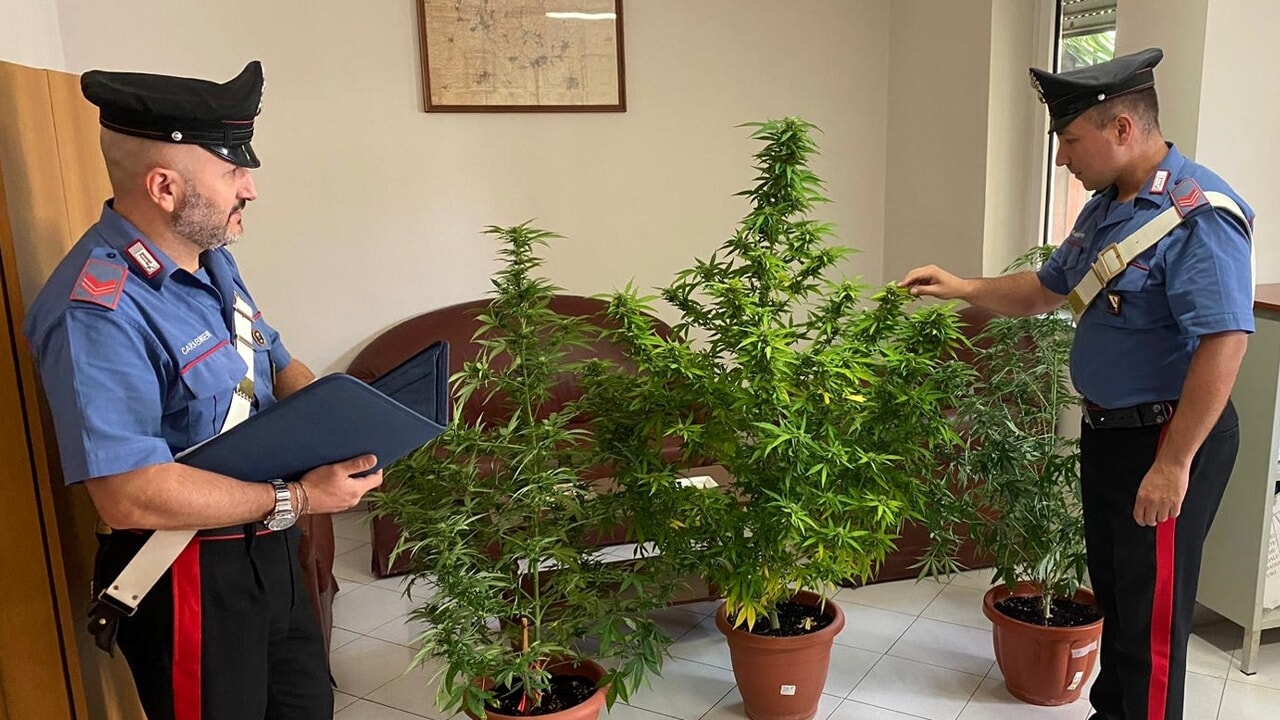 aversa coltivano piante marijuana denunciati 1 settembre