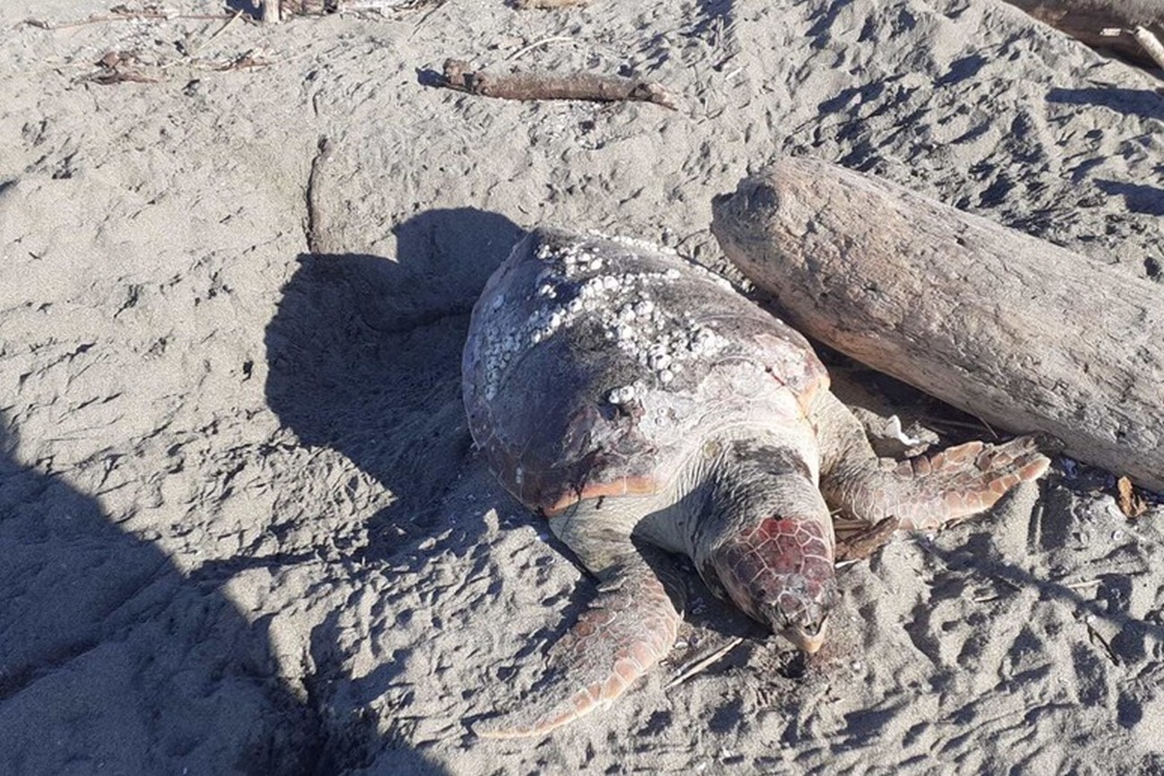castel-volturno-tartaruga-morta-spiaggia
