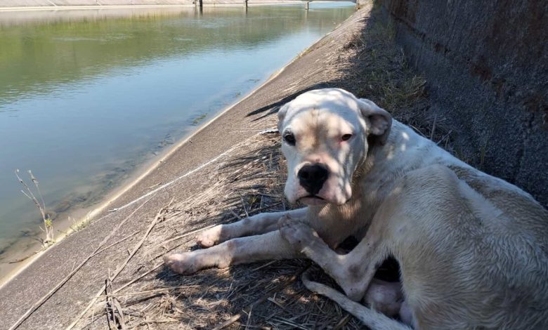 sessa aurunca cane salvato caduta canale