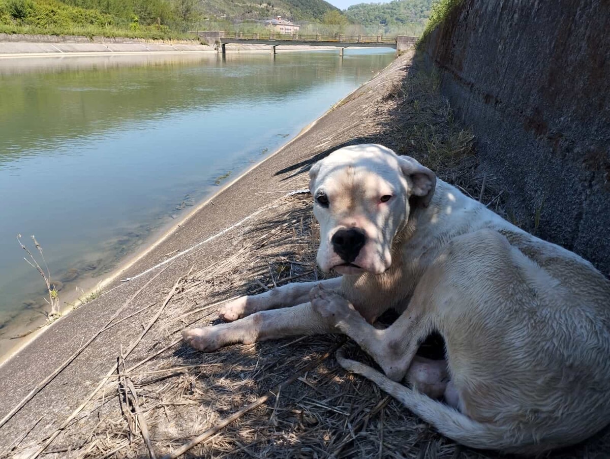 sessa aurunca cane salvato caduta canale