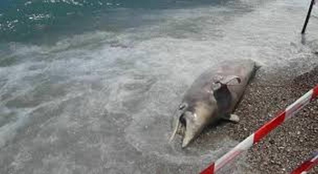 mondragone delfino morto spiaggia